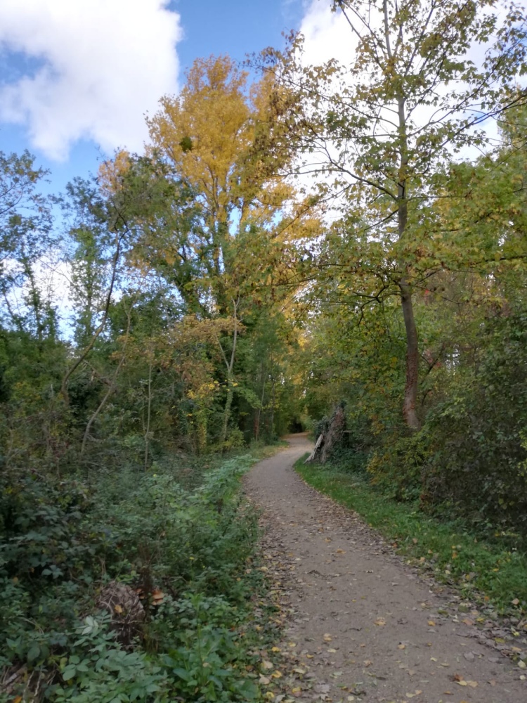 Waldweg